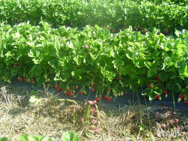 Рассада клубники по сортам на украине Рассада клубники по сортам на украине