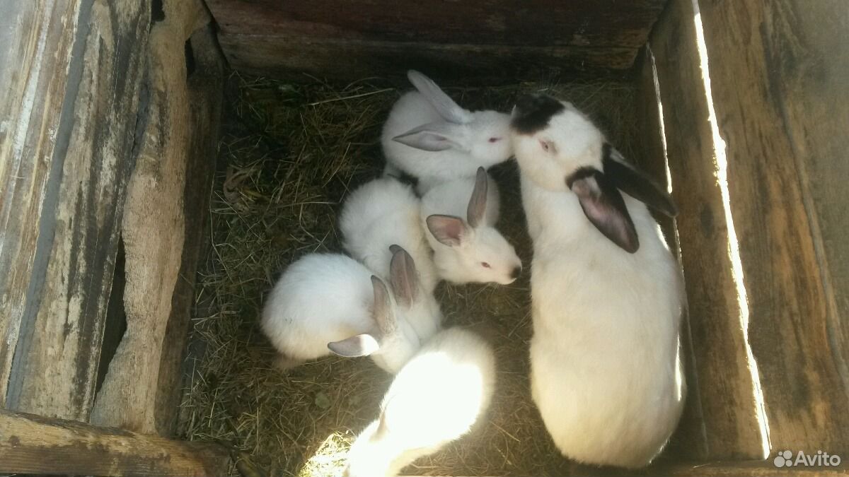 Чистокровные кролики купить на Зозу.ру - фотография № 1