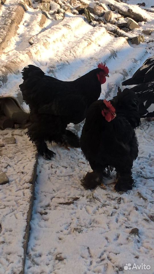 Курица с цыплятами брама купить на Зозу.ру - фотография № 6