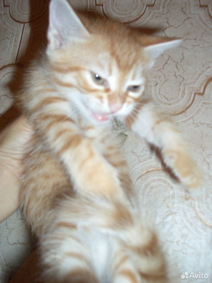 Рыжий котик В хорошие руки купить на Зозу.ру - фотография № 3