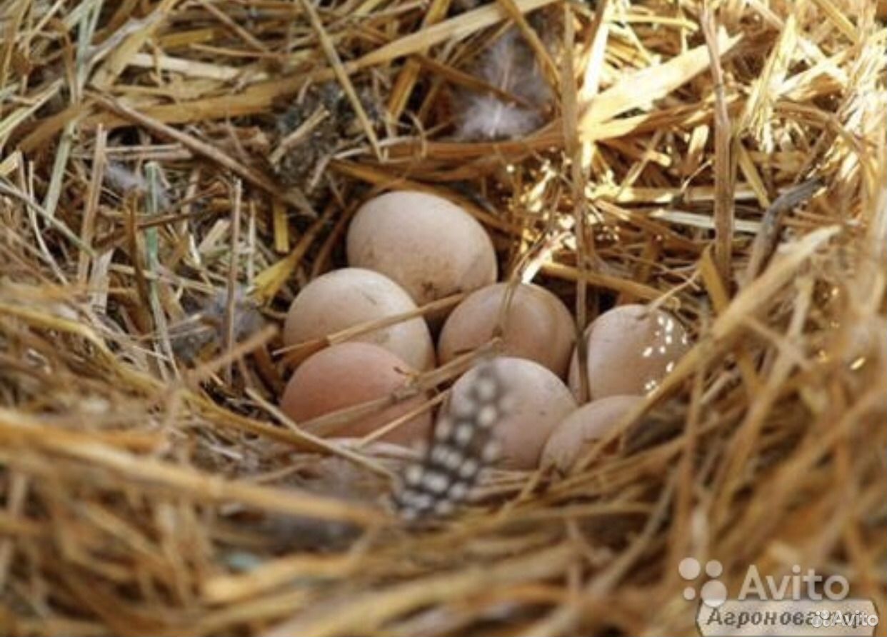 Яйца цесарки. Инкубационное яйцо цесарки. Яйца Деревенские. Яйцо фазана. Инкубационное яйцо фазана купить