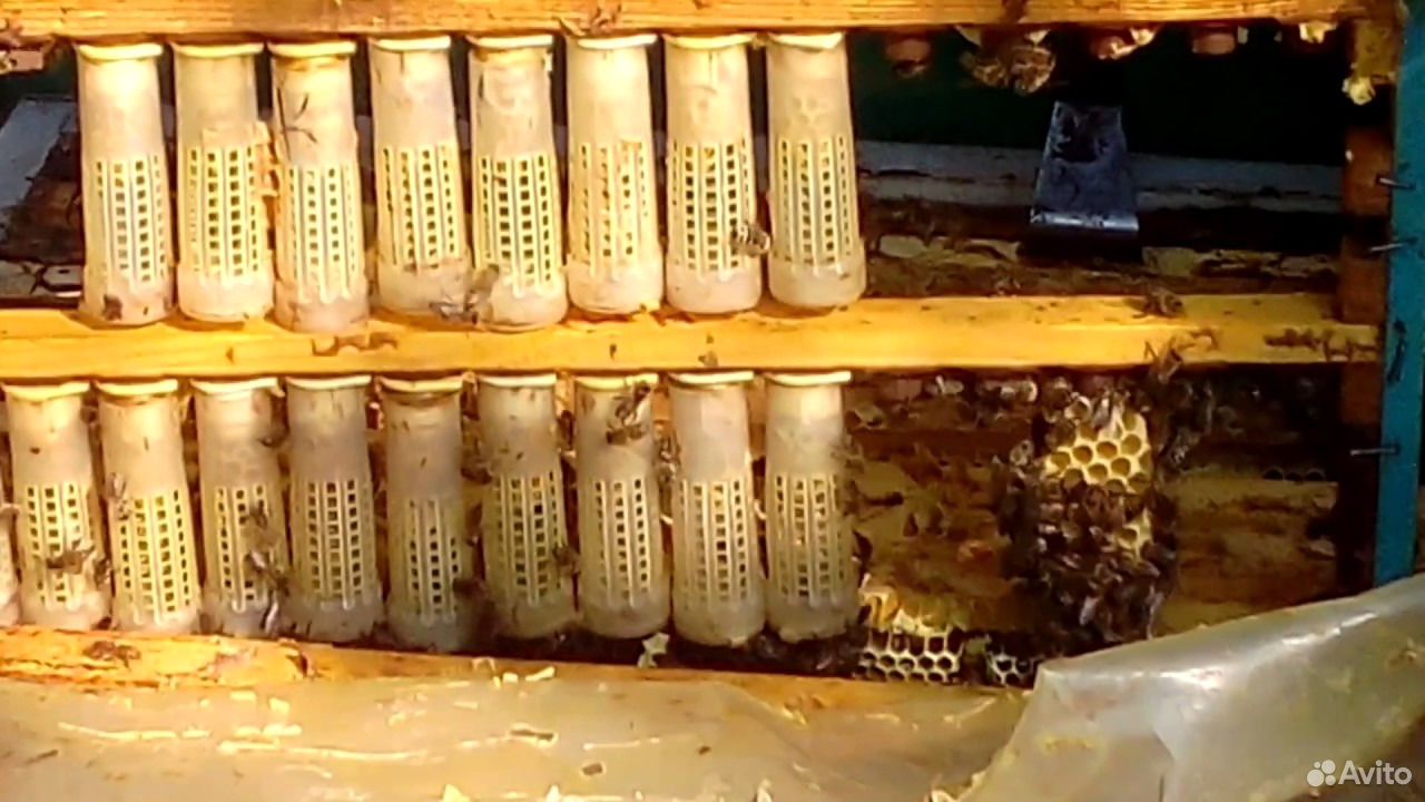 Пчелы карника, отводки, матки, пчелопакеты купить на Зозу.ру - фотография № 3