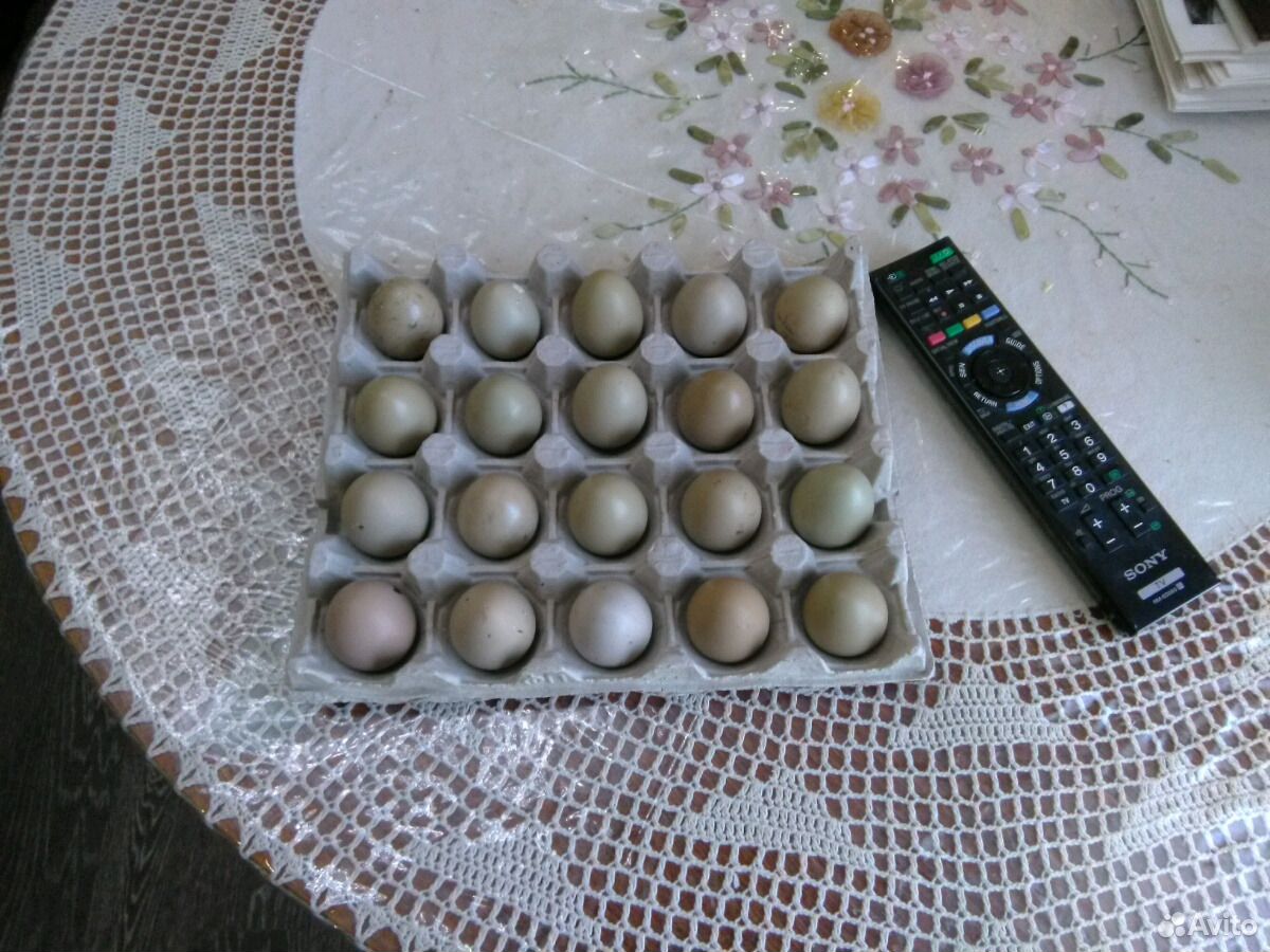 Яйцо Фазана инкубационное купить на Зозу.ру - фотография № 1