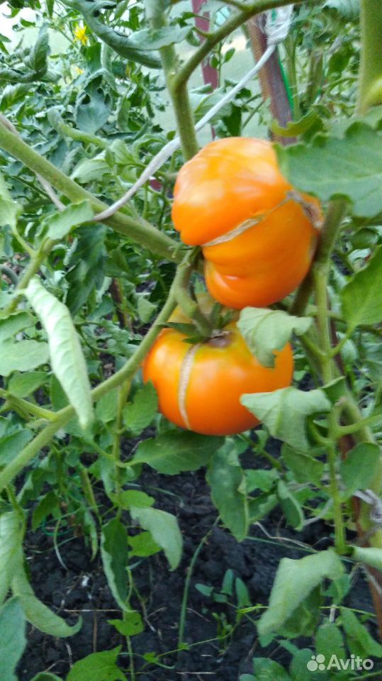 Домашняя помидора помидоры купить на Зозу.ру - фотография № 2