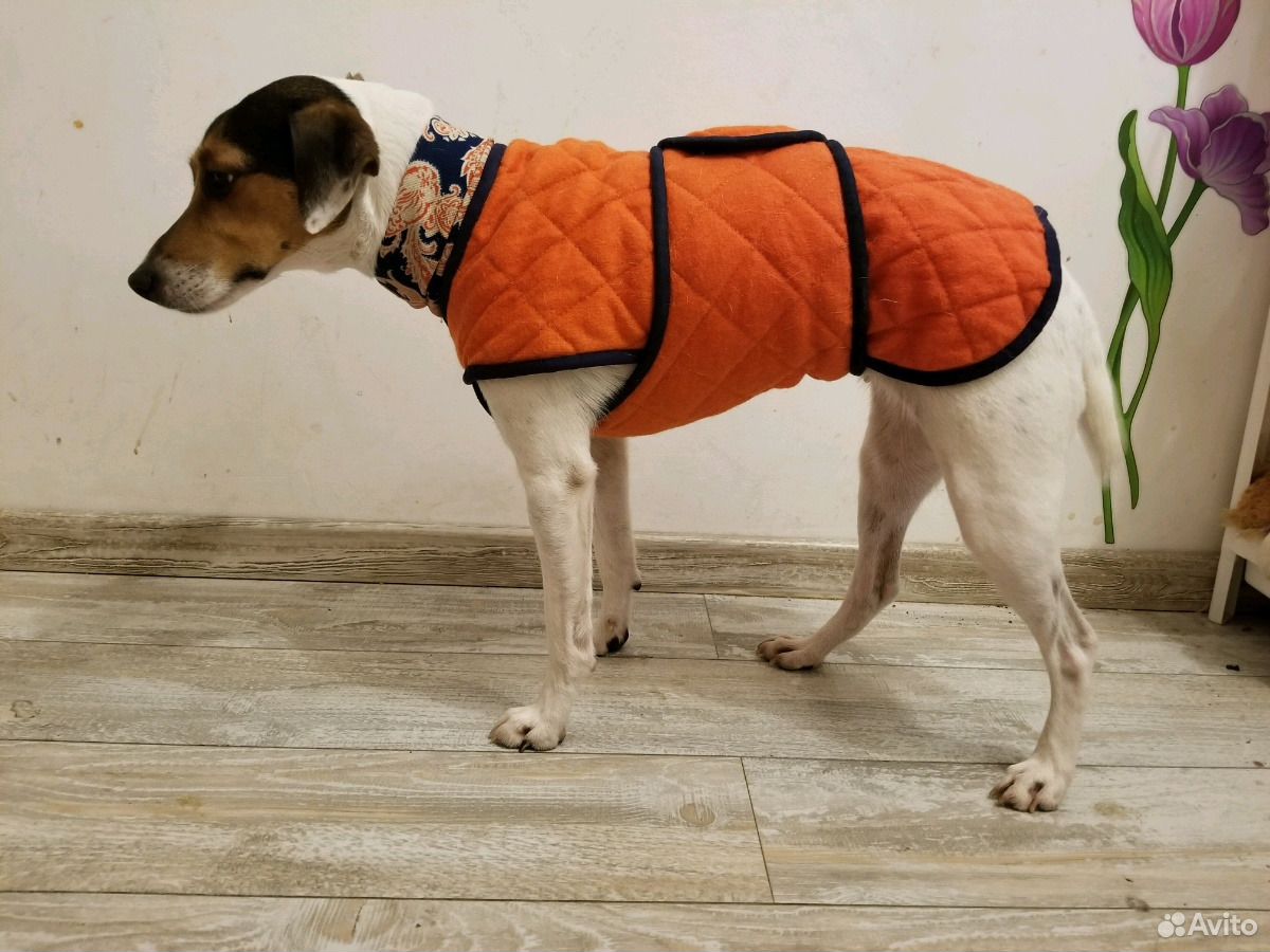 Пошив одежды для собак, look купить на Зозу.ру - фотография № 1