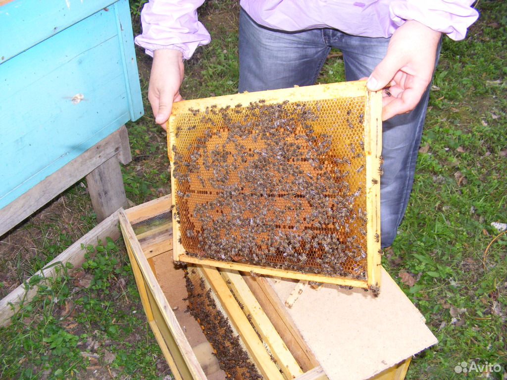 Купить пчелопакеты в воронежской области