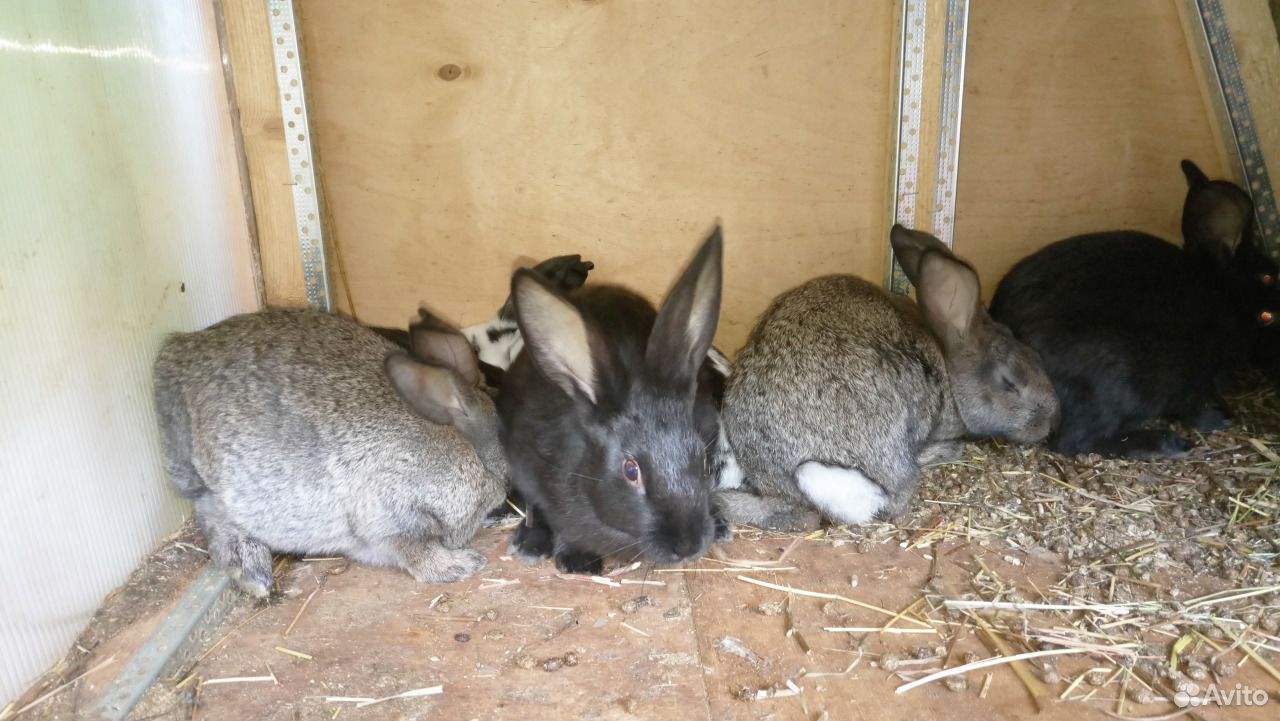 Кролики мясной породы купить на Зозу.ру - фотография № 4