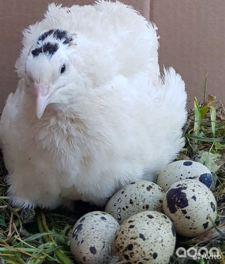 Перепела,инкубационное яйцо купить на Зозу.ру - фотография № 1