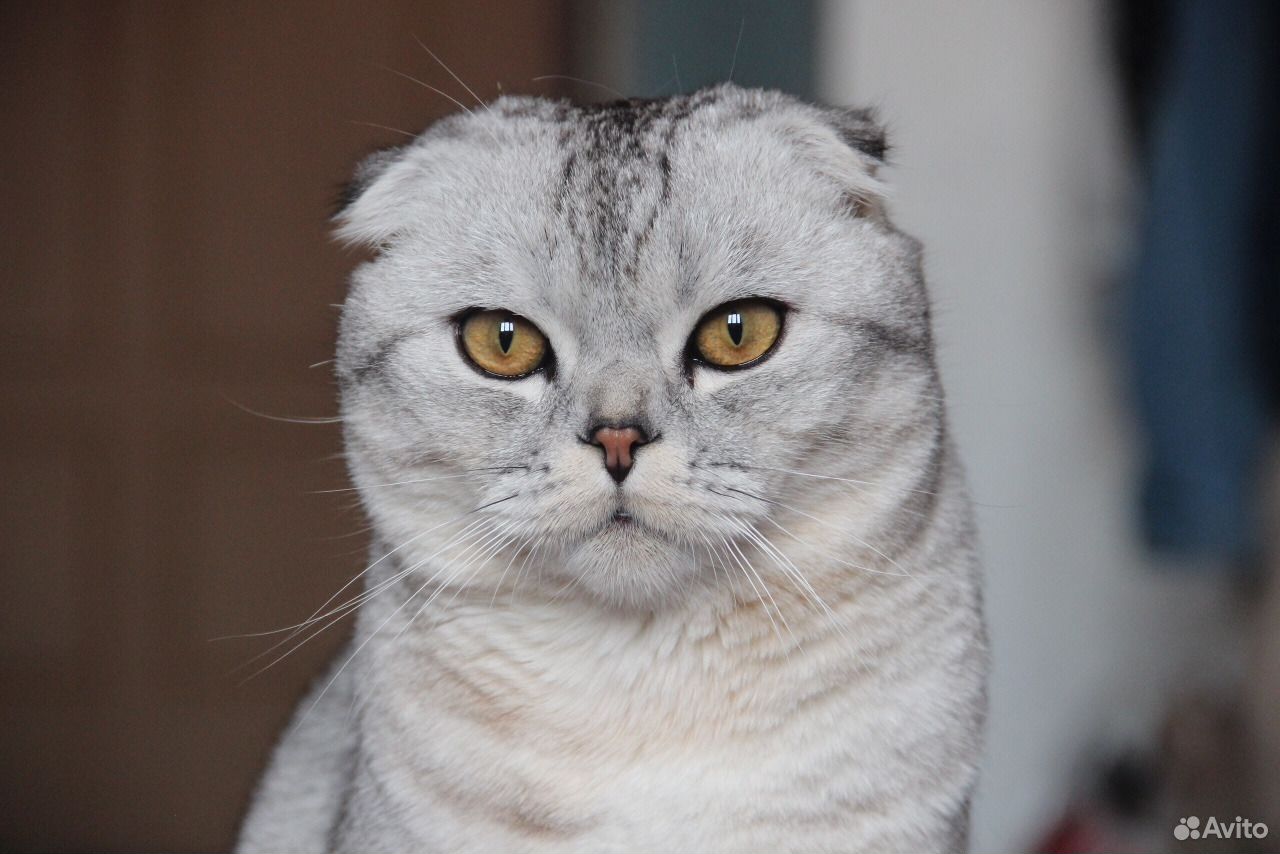 Шотландский кот на вязку купить на Зозу.ру - фотография № 2