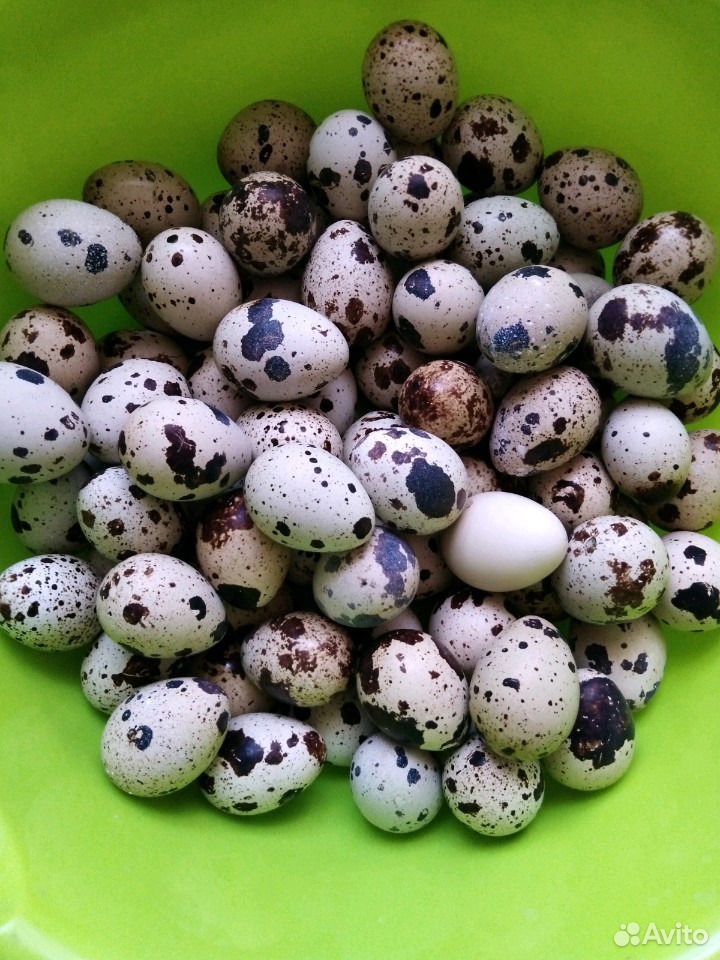 Яйца перепелиные домашние экологически чистые купить на Зозу.ру - фотография № 1