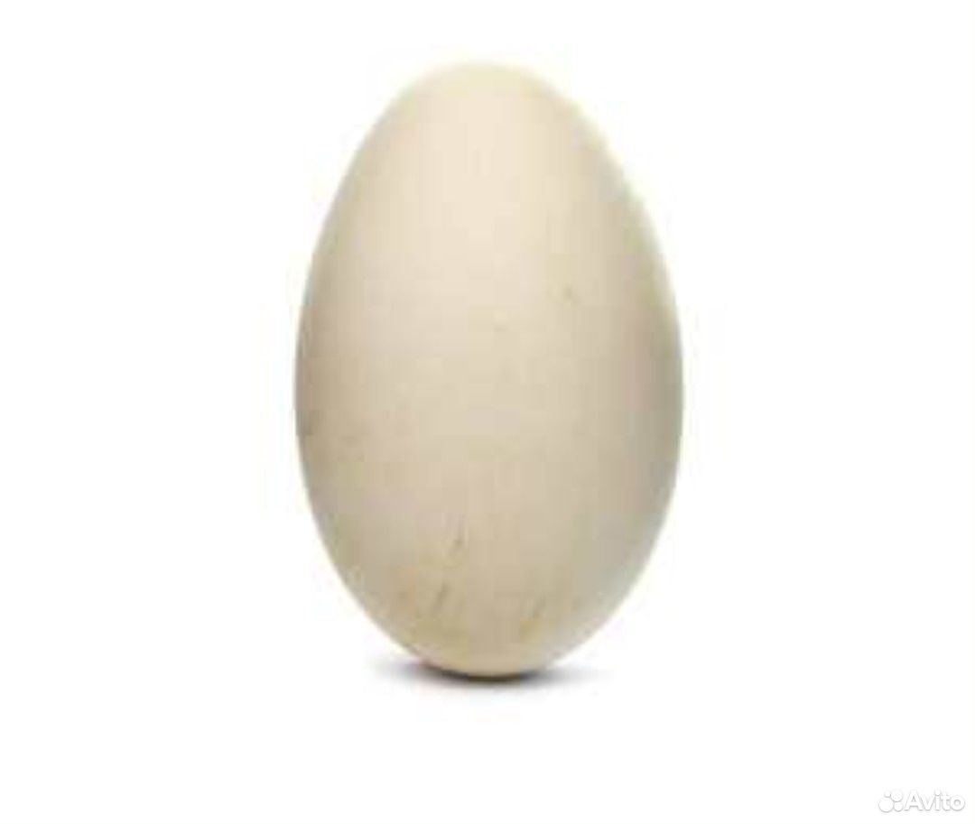 Гусиное яйцо купить на Зозу.ру - фотография № 1