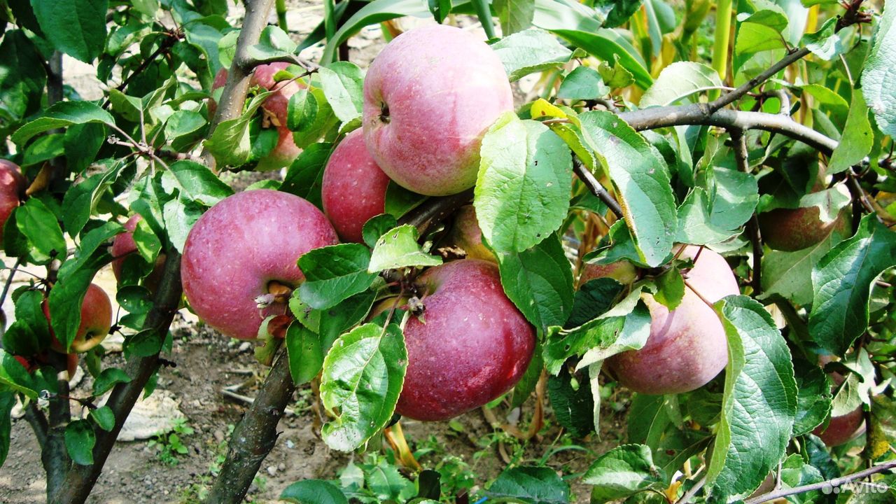 Яблони сортовые, 5-6 лет, плодоносящие купить на Зозу.ру - фотография № 3