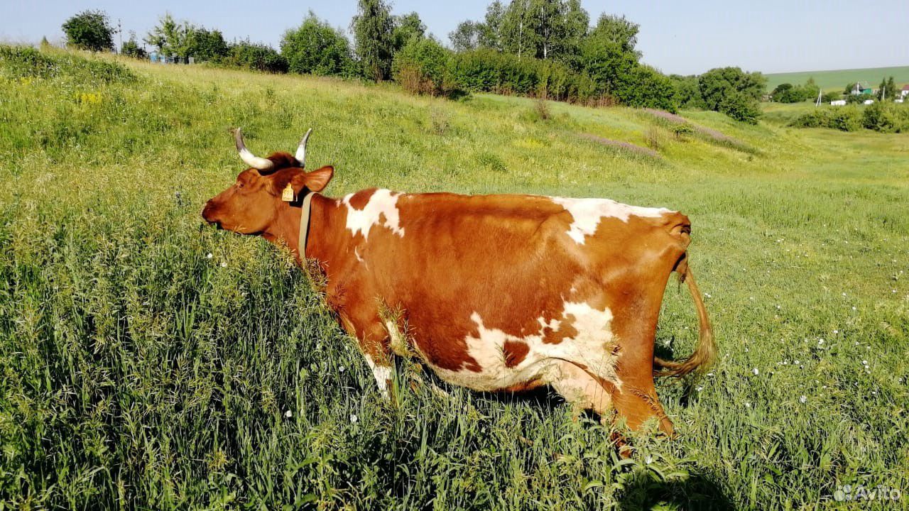 Продаю Айширскую и Джерсейскую корову купить на Зозу.ру - фотография № 3