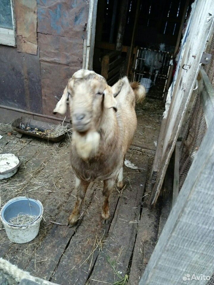 Козёл для вязки имеется коза для продажи купить на Зозу.ру - фотография № 1
