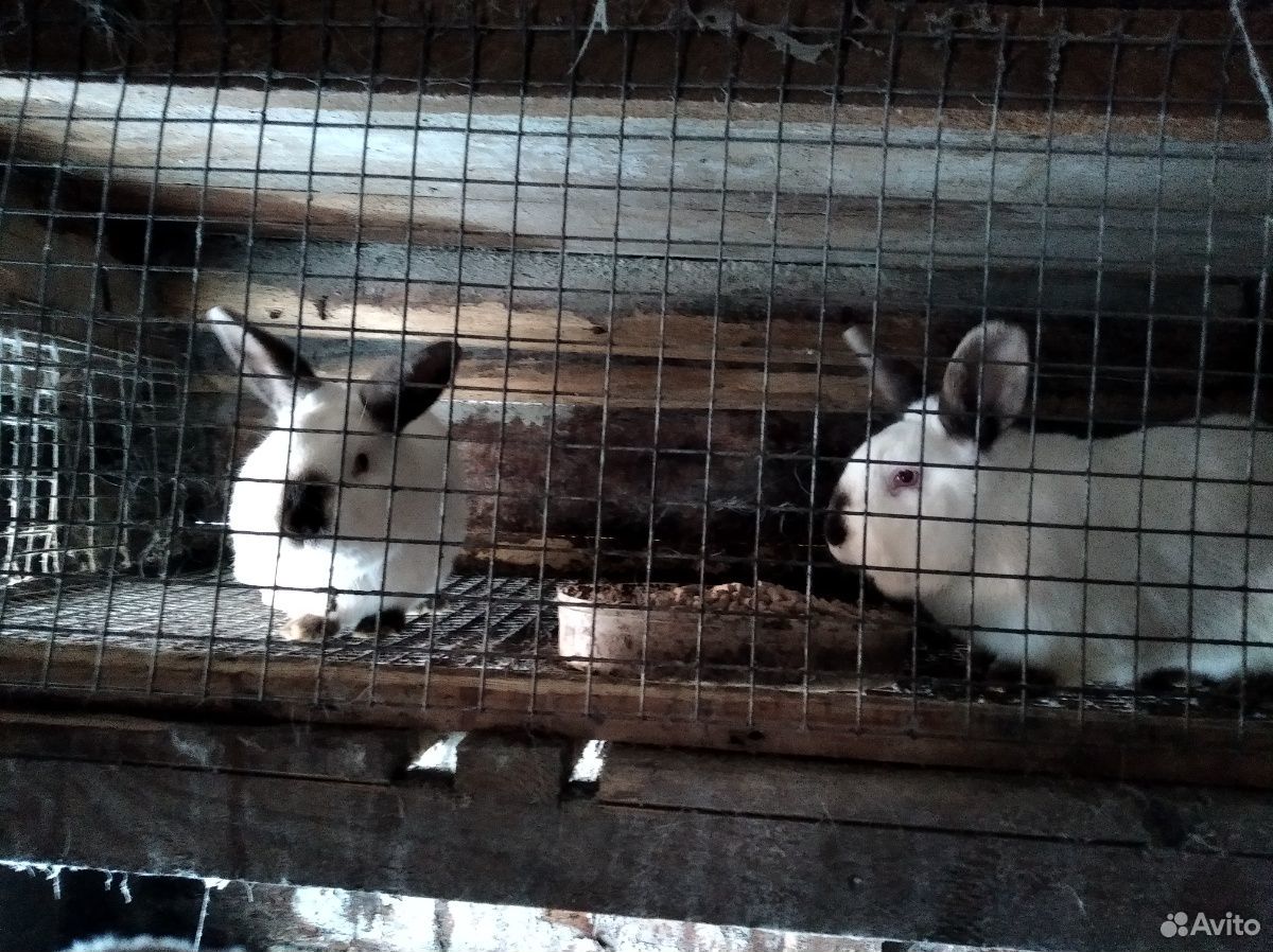 Калифорнийские кролики купить на Зозу.ру - фотография № 6