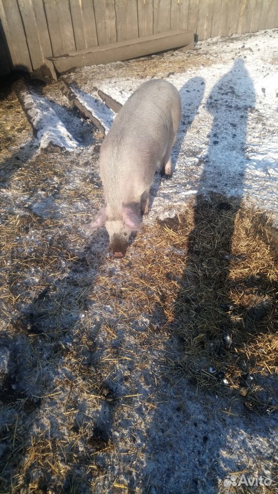 Продам свиней, поросят, разных пород купить на Зозу.ру - фотография № 8