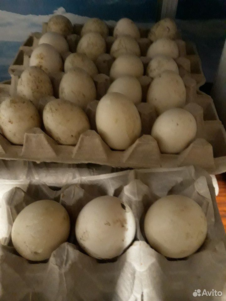 Яйца инкубационные купить на Зозу.ру - фотография № 4