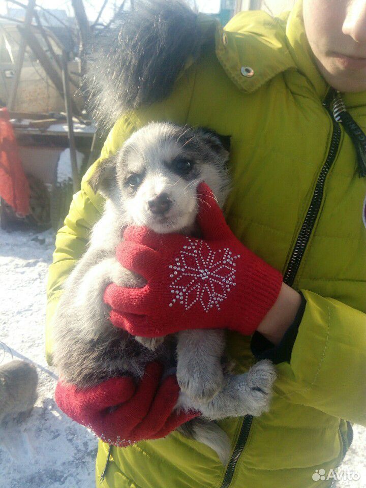 Щенки абакан. Собака Абакан.