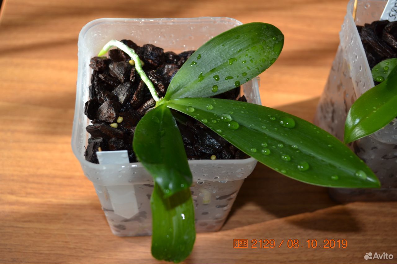 Phalaenopsis tetrapis C1 купить на Зозу.ру - фотография № 4