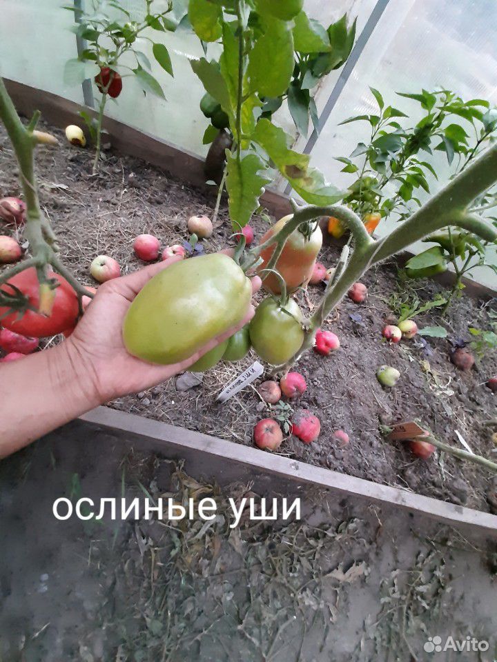 Семена редких томатов-сорта купить на Зозу.ру - фотография № 9