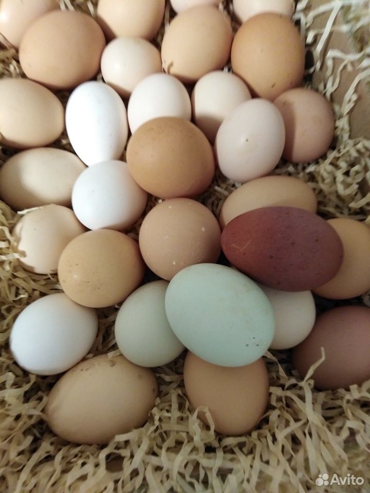 Яйца домашние купить на Зозу.ру - фотография № 7