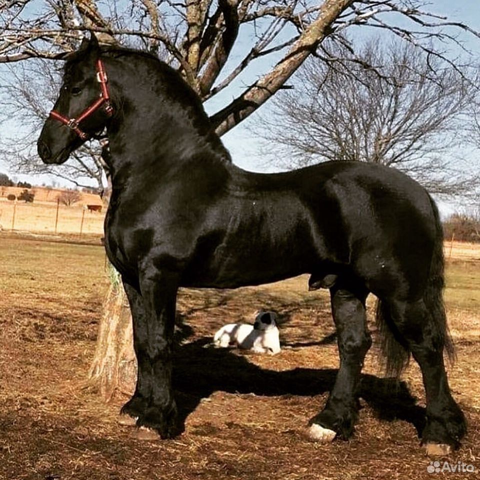 Фризская лошадь Барокко