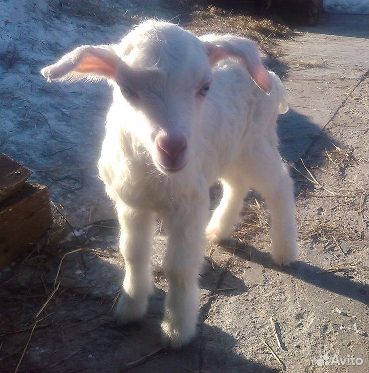 Козлик от высокоудойной козы купить на Зозу.ру - фотография № 1