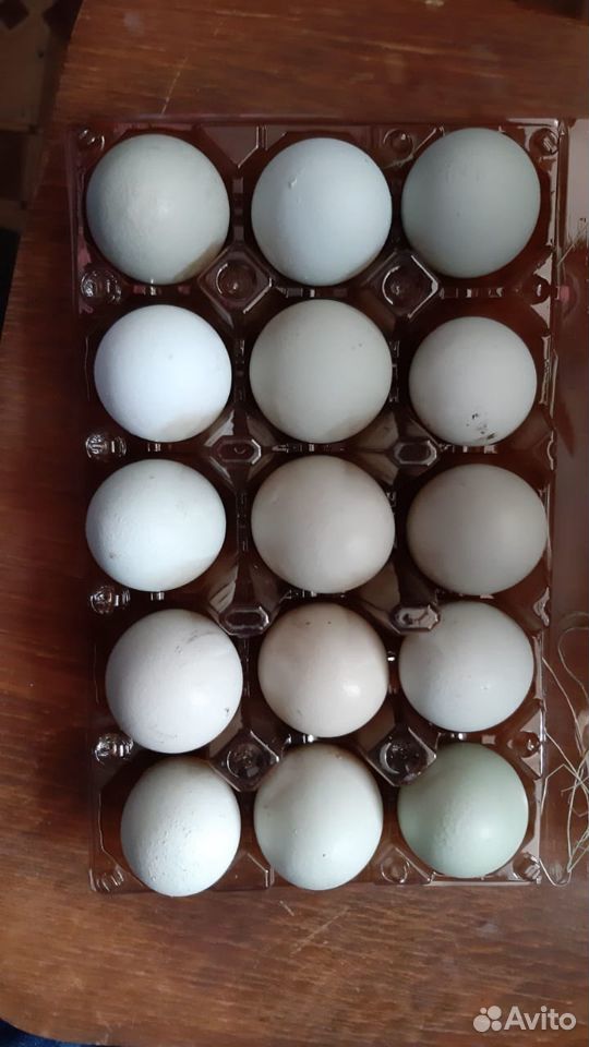 Инкубационные яйца кур купить на Зозу.ру - фотография № 1