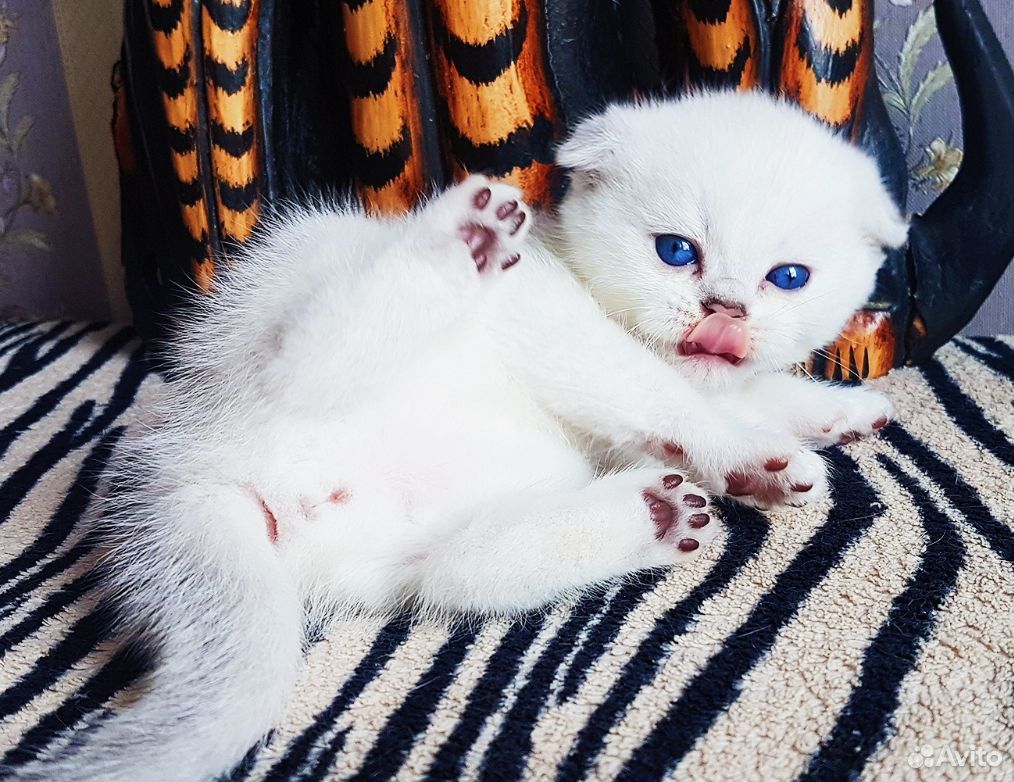 Прекрасный плюшевый котик с синими глазками купить на Зозу.ру - фотография № 6