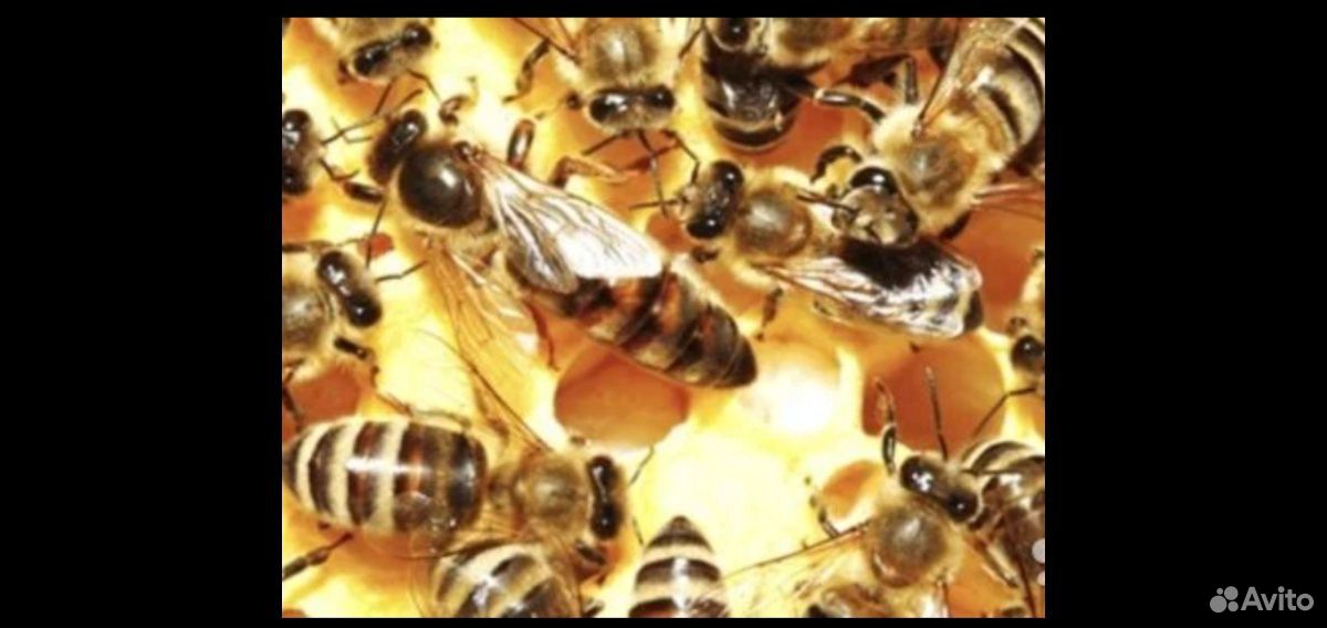 Пчелосемьи на рамках,сильные купить на Зозу.ру - фотография № 2