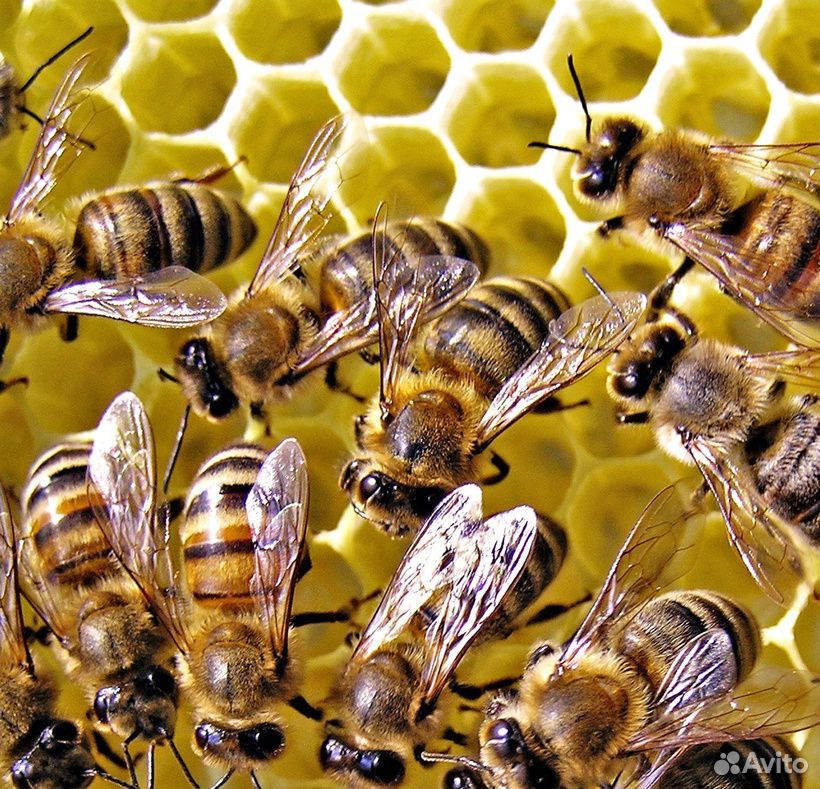 Пчелосемьи с ульями и инвентарем купить на Зозу.ру - фотография № 1