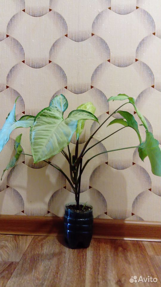 Сингониум (Syngonium White Butterfly) купить на Зозу.ру - фотография № 1