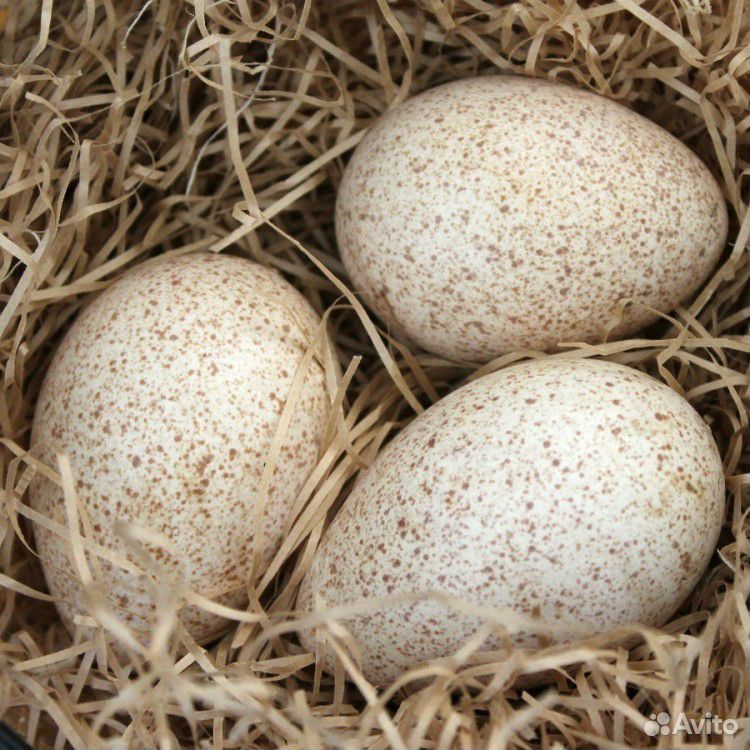 Инкубационные яйца индейки купить на Зозу.ру - фотография № 1