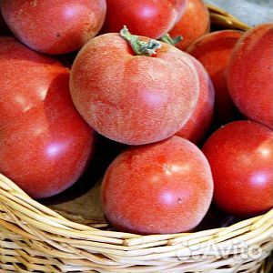 Рассада томатов купить на Зозу.ру - фотография № 2