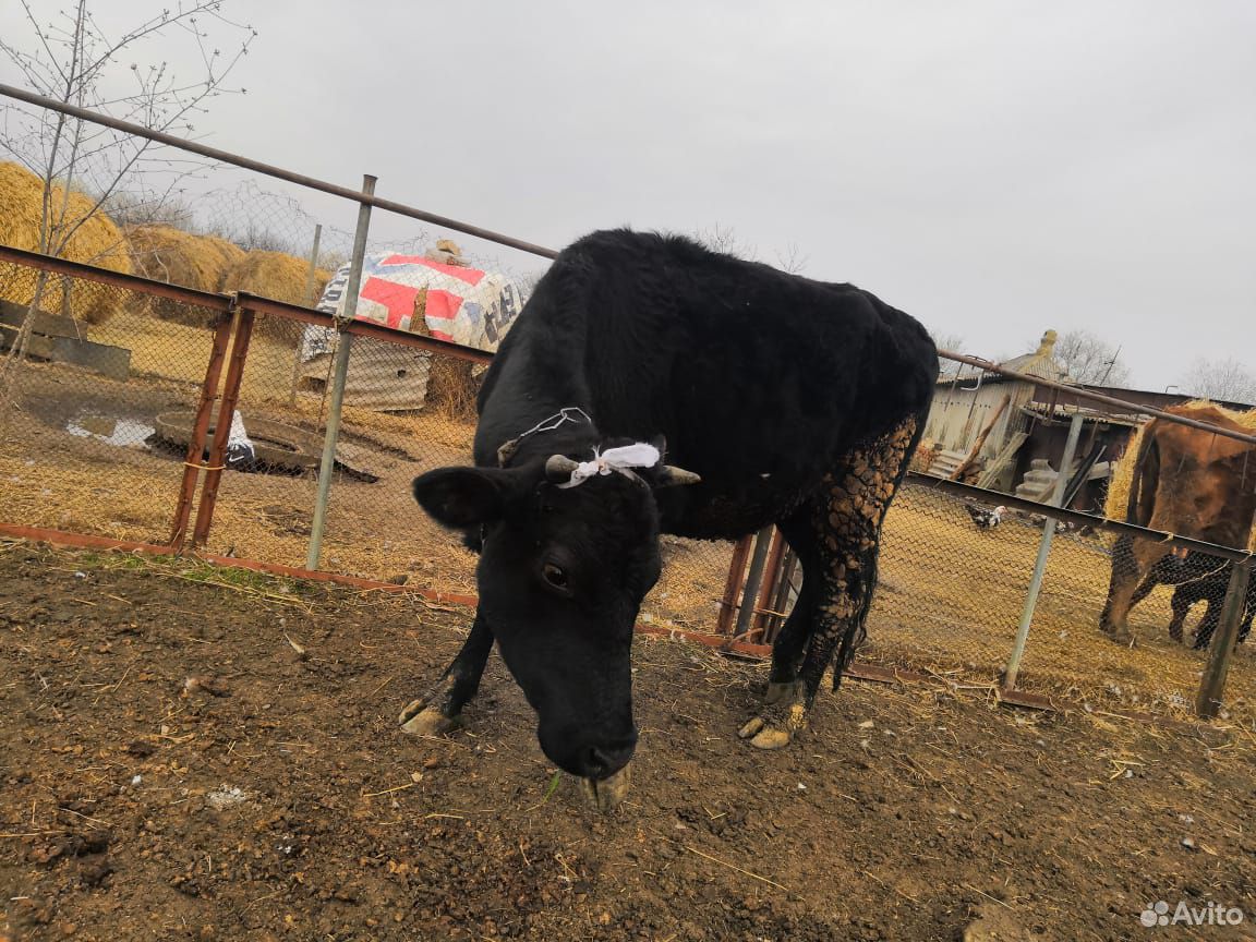 Тёлка стельная и корова с телятами купить на Зозу.ру - фотография № 2