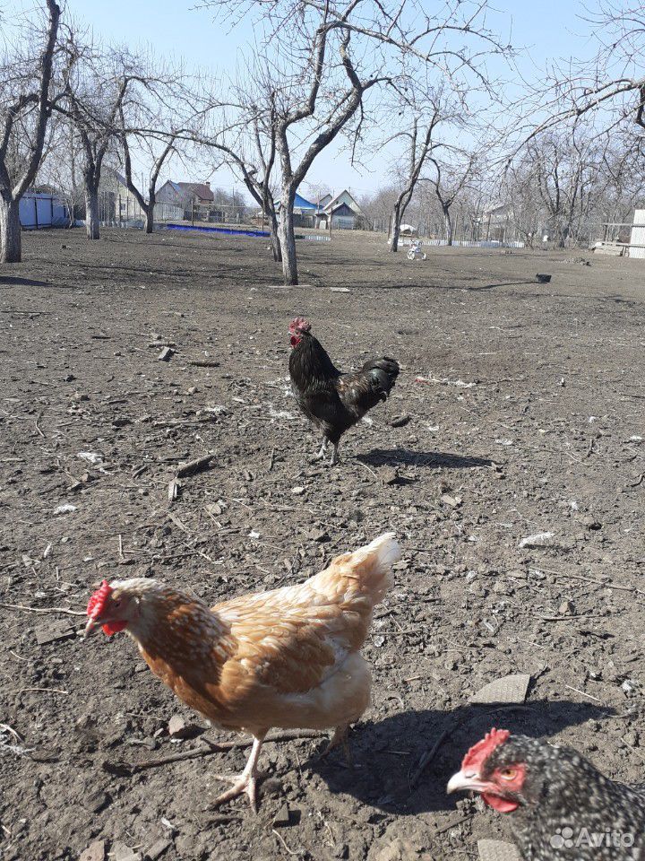 Яйца чернокожих кур купить на Зозу.ру - фотография № 4