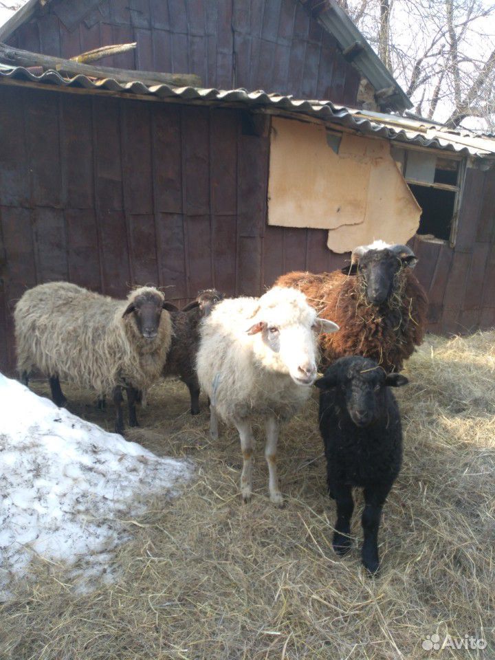 Продаются бараны, овцы с ягнятами купить на Зозу.ру - фотография № 1