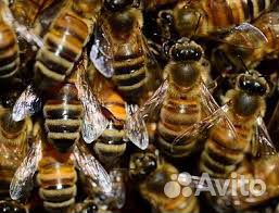 Продаю пакеты пчёл купить на Зозу.ру - фотография № 1