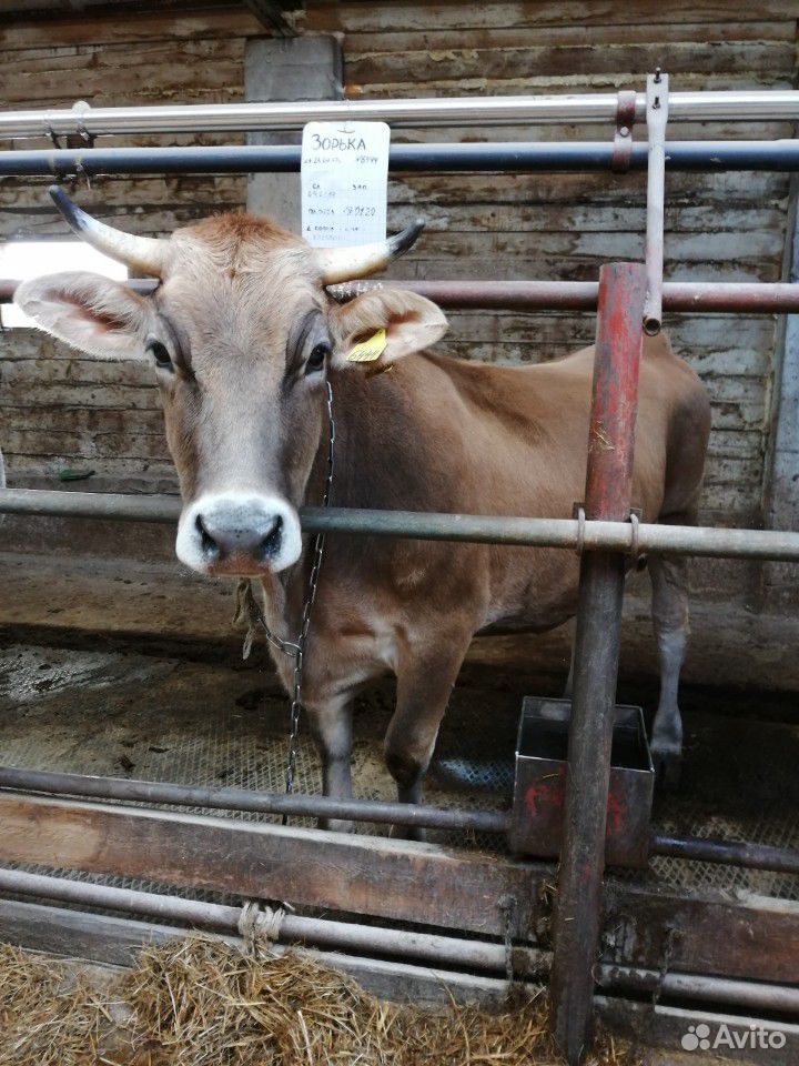 Корова дойная (первотелка) купить на Зозу.ру - фотография № 3