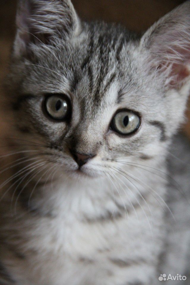 Красивые котята в добрые руки купить на Зозу.ру - фотография № 1