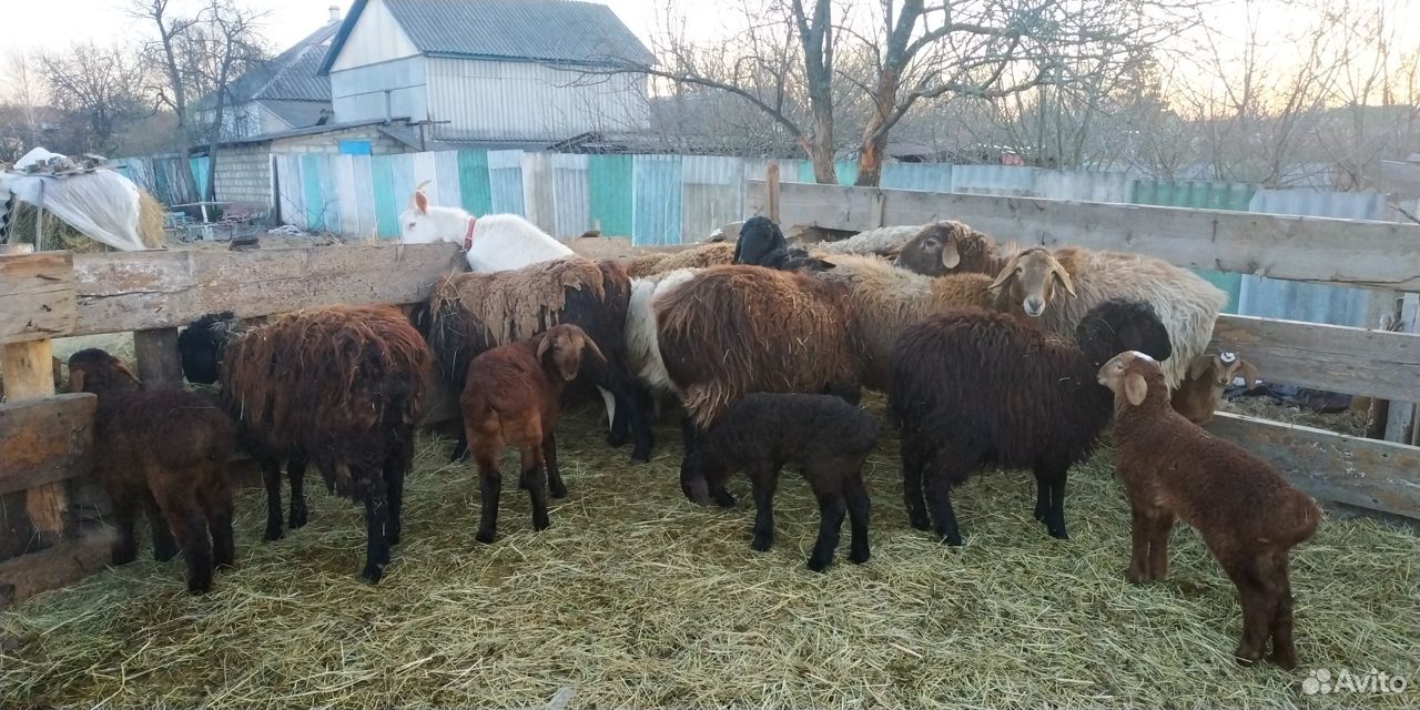 Продам овец. Эдильбаевская порода купить на Зозу.ру - фотография № 2
