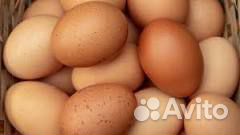 Деревенские яйца купить на Зозу.ру - фотография № 2