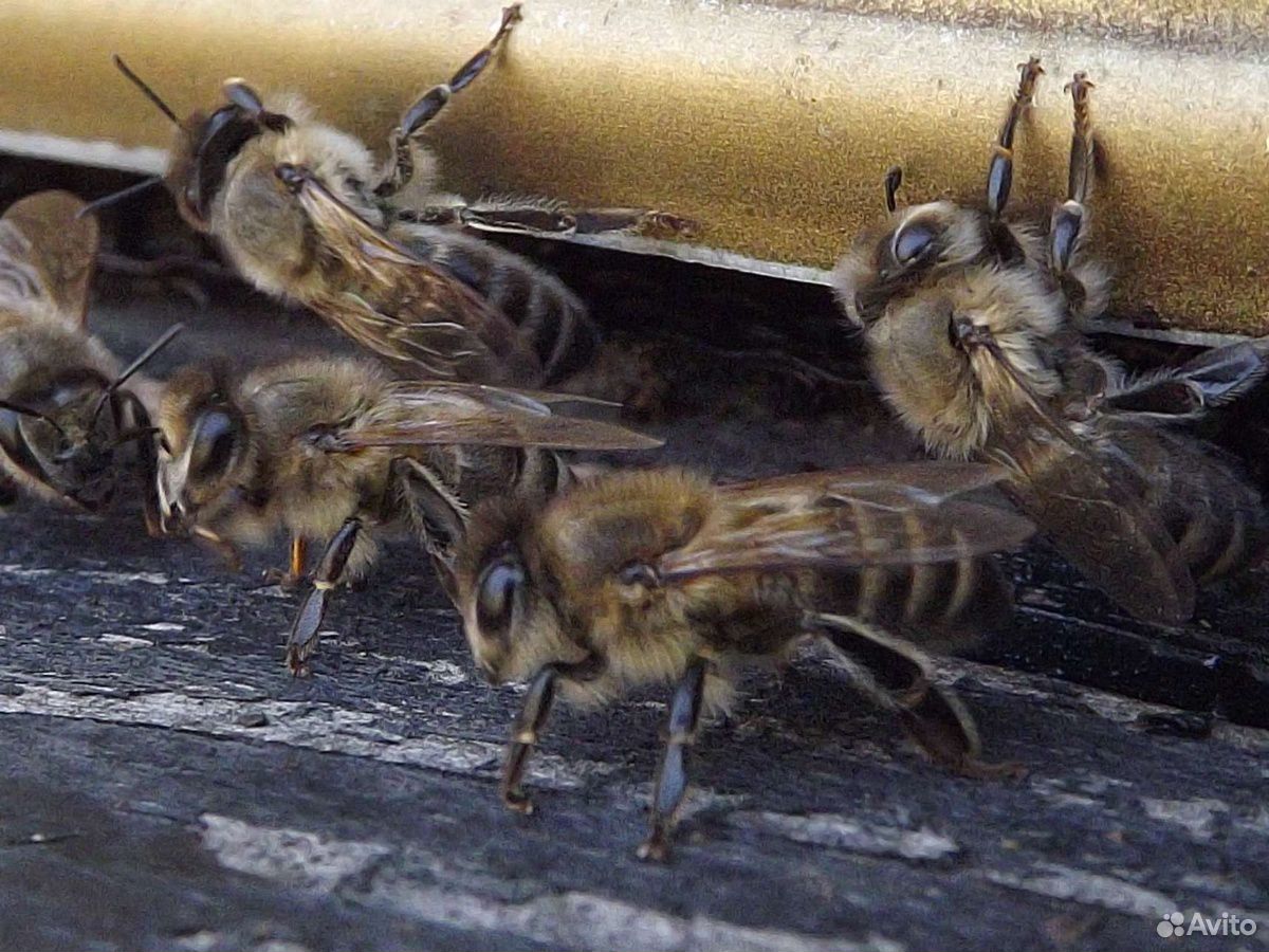 Среднерусская порода пчел купить на Зозу.ру - фотография № 1