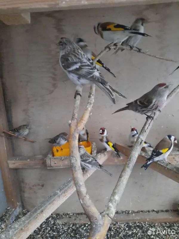 Продам разных певчих птиц щеглов чижей чечетка купить на Зозу.ру - фотография № 3