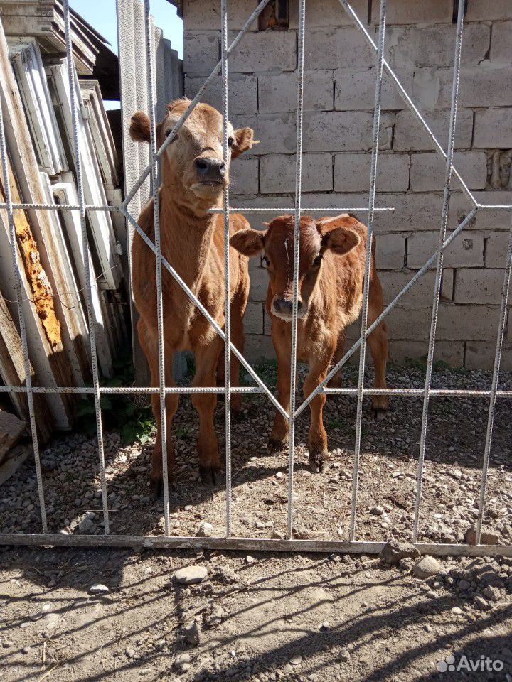 Коровы на мясо бычки от недели до года купить на Зозу.ру - фотография № 9