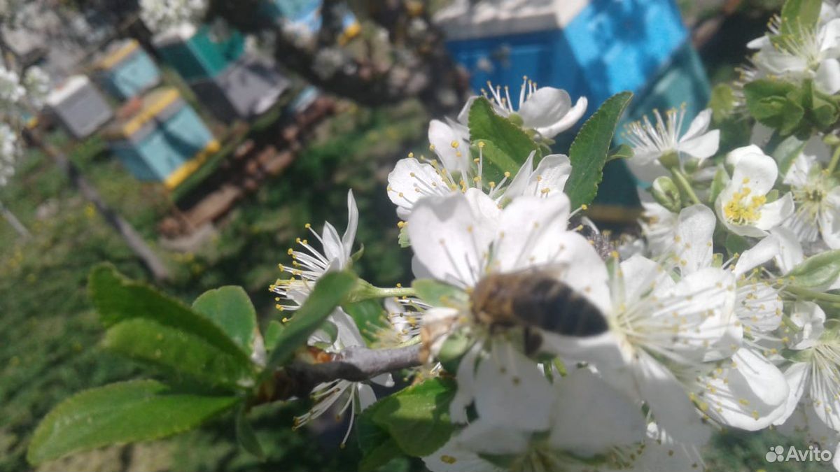 Пчелапокеты купить на Зозу.ру - фотография № 2