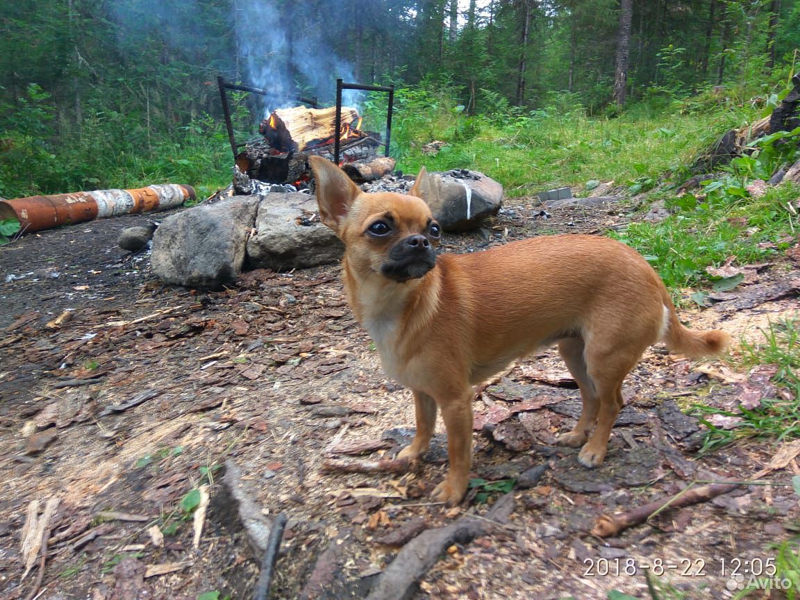 Собака вязка купить на Зозу.ру - фотография № 2