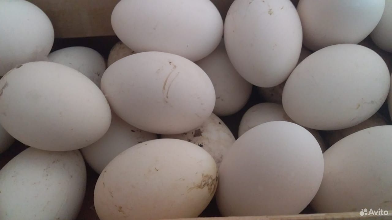 Гусиные яйца купить на Зозу.ру - фотография № 3