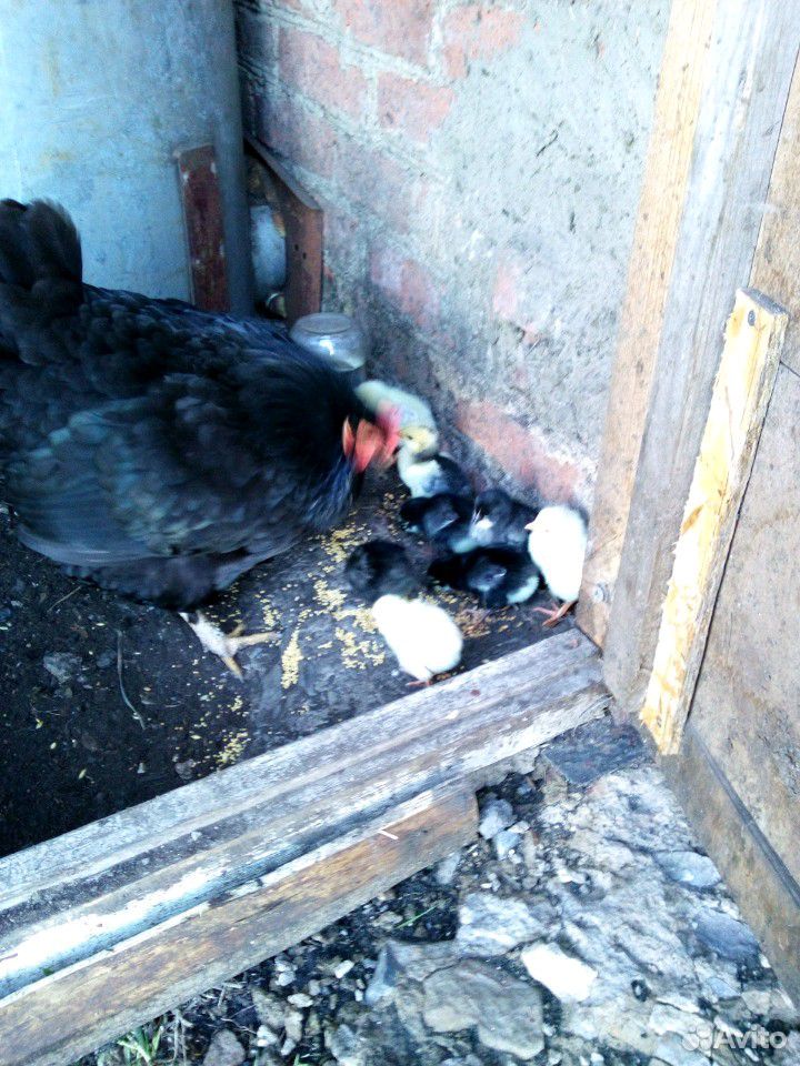 Наседка с цыплятами купить на Зозу.ру - фотография № 3