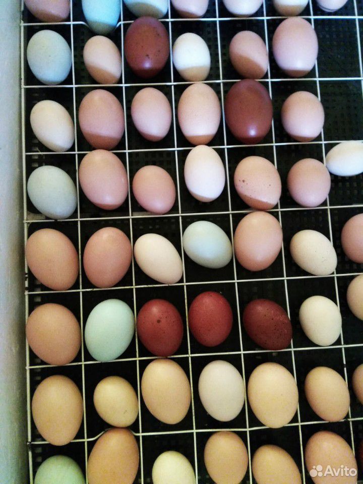 Инкубационное яйцо породистых кур купить на Зозу.ру - фотография № 10